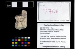 Foto (Objekt + Etikett) von Pithonoton marginatum (von Meyer, 1842)  (NHMW-GEO-2014-0194-0706)